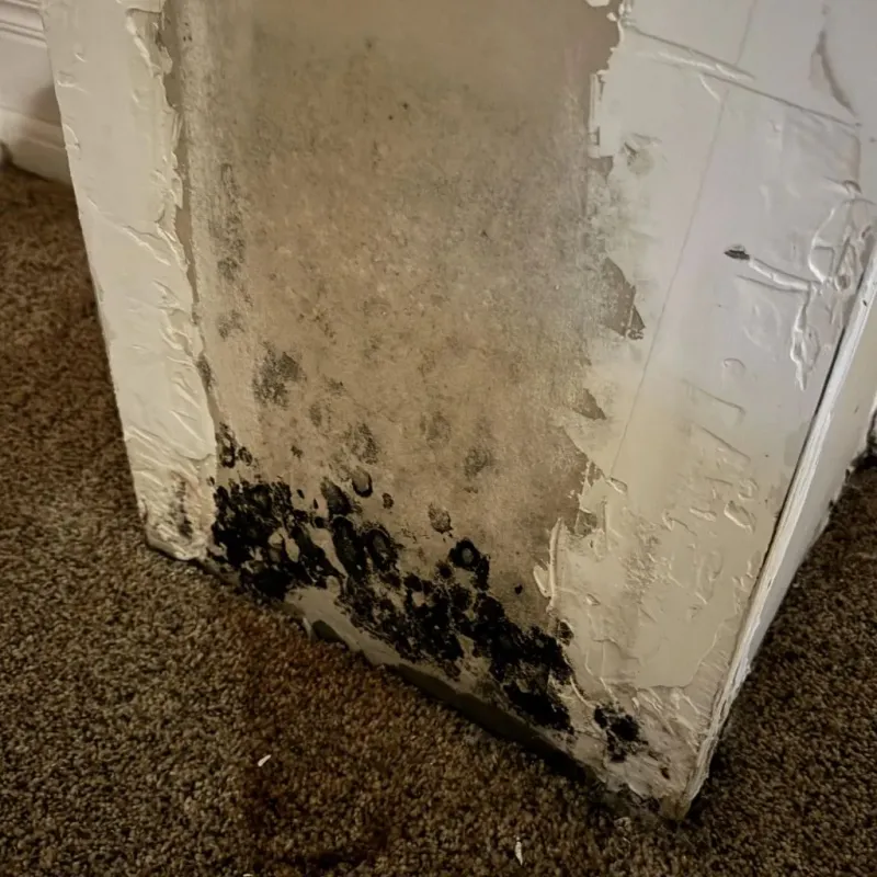 Professional Mold Removal in Rancho Murieta, CA